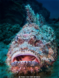 SCORIONMOUTH by Marc Van Den Broeck 